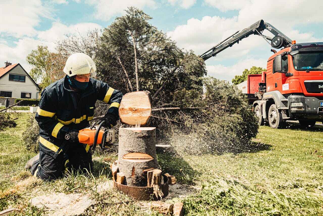 Best Tree Trimming Near Me  in Pompano Beach, FL